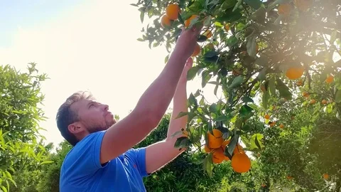 Gardener man tearing orange from branch in citrus grove. Orange fruit tree Stock Footage