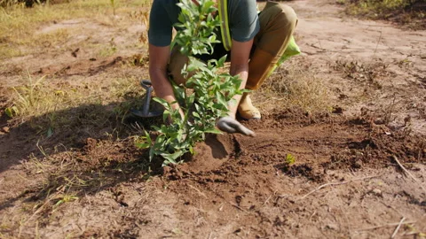 A gardener man in work gloves planted a tree, sprinkled it with earth and tamped Stock Footage 221540276