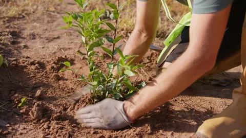 A gardener man in work gloves planted a tree, sprinkled it with earth and tamped 스톡 동영상 221540458