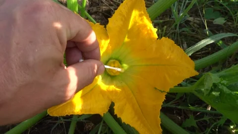Gardener manually pollinating a female courgette blossom with a cotton bud .. Stock Footage 339667581
