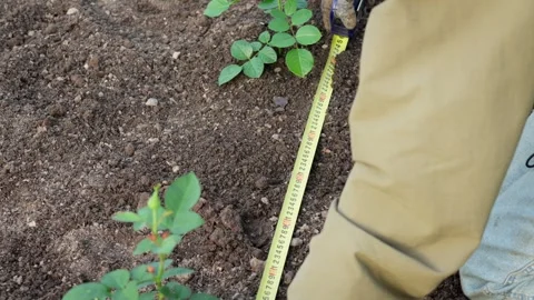 The gardener measures the distance between the rose plants in the bed. Stock Footage 286864595