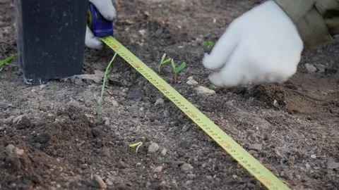Gardener measures the width of the bed with a tape measure. Slow motion 50fps. Stock Footage 285043041