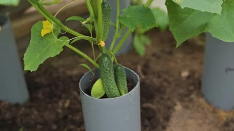 Gardener middle-aged, inspects cucumber plants growing in gray PVC pipes. The Stockbeeldmateriaal 344670081