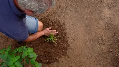 Gardener moving soil with a small rake, planting a plant, overhead view, copy Stock Footage 219506220