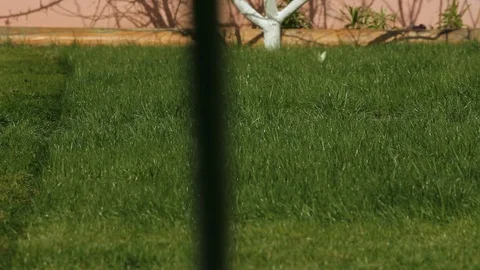 Gardener Mows Grass. Stock Footage 78939445