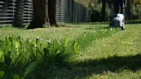 The gardener mows the lawn Stock Footage 239931046