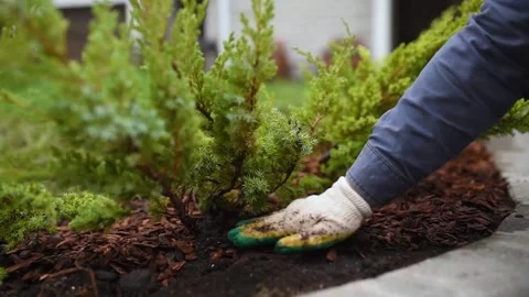 Gardener mulching with pine bark juniper plants in the yard Stock Footage 132727116