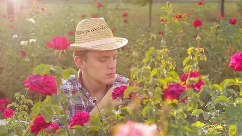 Gardener or florist checking flowers in the nursery of roses Video stock 95756095
