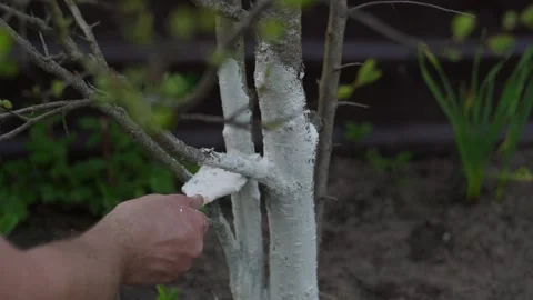 Gardener paint tree bark with brush closeup. Person whitewash tree trunk Stock Footage 233770190