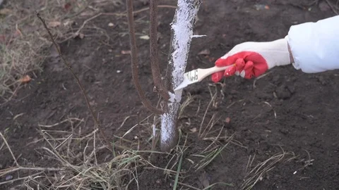 Gardener paints a tree with white paint Stock Footage 122447115