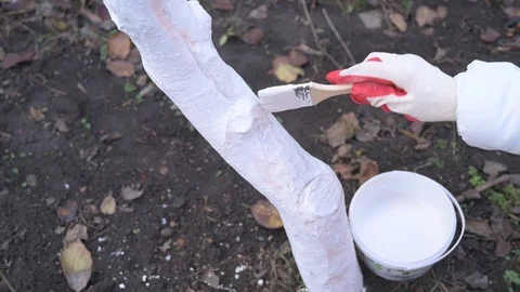 Gardener paints a tree with white paint Stock Footage 122447145