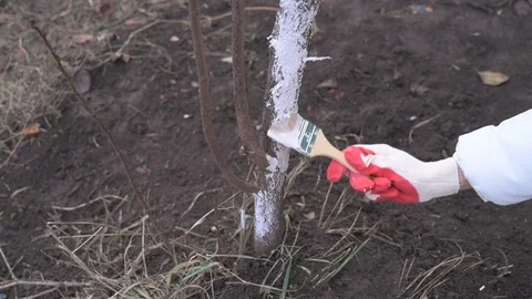 The gardener paints in white tree trunk with a brush Stock Footage 122447104