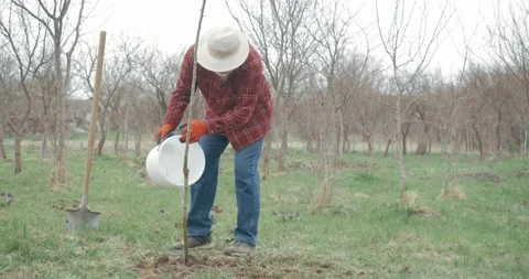 Gardener in panama hat watering tree in orchard. Stock Footage 237160734