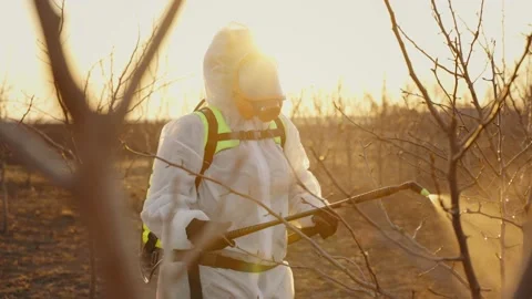 A gardener performs organic spraying of fruit trees in the spring at sunset. Vidéo 224940969