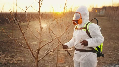 A gardener performs organic spraying of fruit trees in the spring at sunset. Stock Footage 229182075