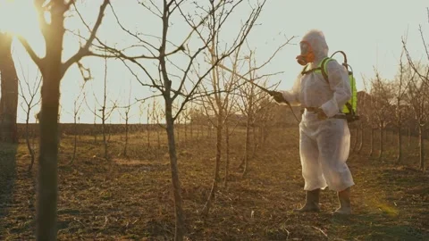 A gardener performs organic spraying of fruit trees in the spring at sunset. Stock Footage 231507223