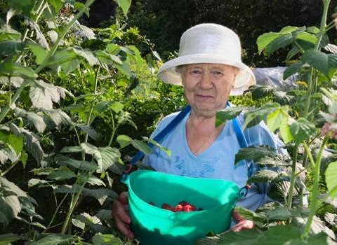 The gardener 스톡 사진