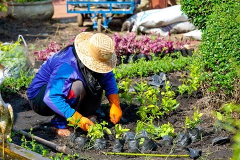 Gardener Stock Photos