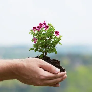 Gardener Stock Photos
