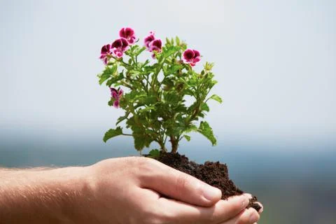 Gardener 스톡 사진