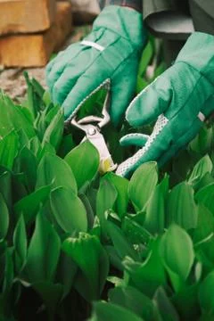 Gardener Stock Photos