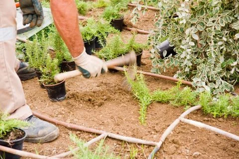 Gardener Stock Photos