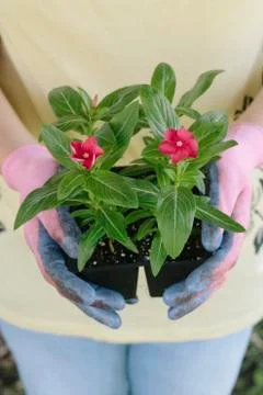 Gardener Stock Photos