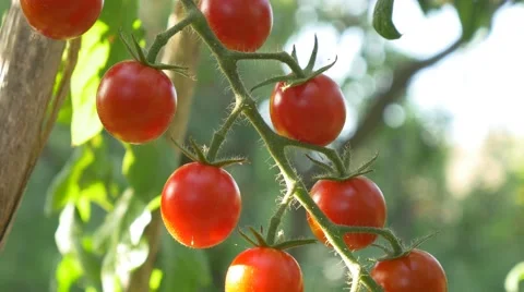 Gardener Picking cherry Tomato Garden Farmer Harvesting Tomatoes organic 4k Stock Footage 67384345