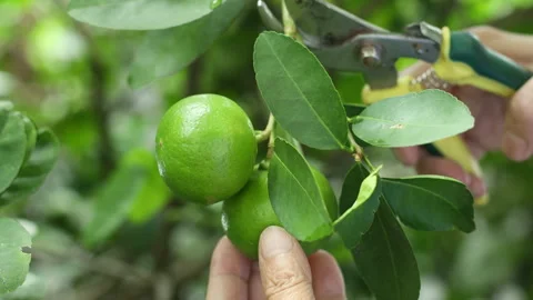 Gardener picking fresh lemons from the tree Stock Footage 250396269