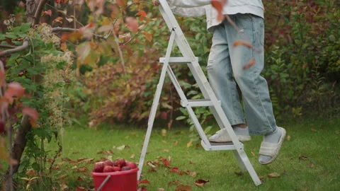 Gardener picking fruit calmly. Quiet woman selects ripe apples outdoors Stock Footage 346399096