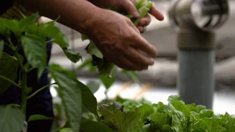 Gardener Picking Organic Home Grown Vegetables in Sustainable Garden 200fps Stock Footage