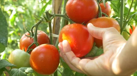 Gardener Picking Tomato Vegetable Garden Farmer Harvesting Tomatoes organic 4k Stock Footage