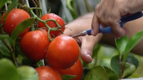 Gardener picking tomatoes putting vegetables in wooden box, fresh food, work Stock Footage 118909652