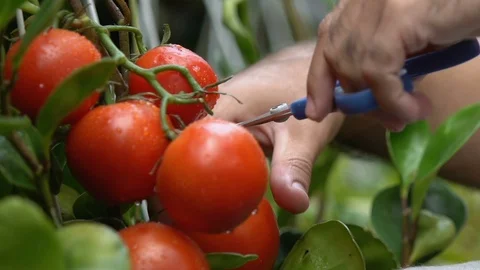 Gardener picking tomatoes putting vegetables in wooden box, fresh food, work Stock Footage