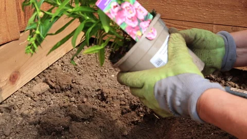 Gardener Planting 스톡 동영상 157695500