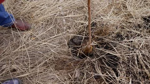 Gardener planting a small tree sapling in dry grass field Stock Photos