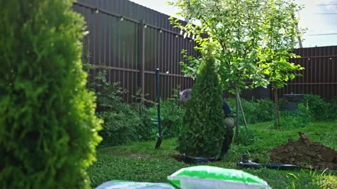 Gardener planting thuja tree in backyard garden Stock Footage 335896570