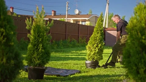 Gardener planting thuja tree in backyard garden Stock Footage 335898345