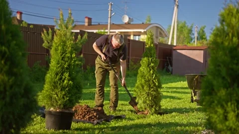 Gardener planting thuja tree in backyard garden Stock Footage 335900348