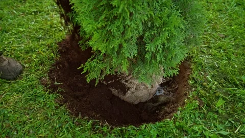 Gardener planting thuja tree in backyard garden Stock Footage 335907579