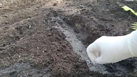 A gardener plants pumpkin seeds in the ground. A hole is dug in the ground Stock Footage 310782885