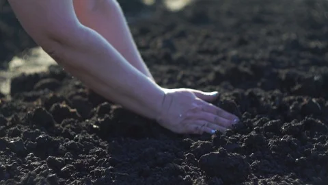 Gardener plants seeds in the ground Stock Footage 112487785