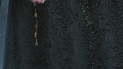 Gardener plants small onion sets in dark soil for spring growth Stock Footage 331475103