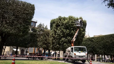 Gardener on a platform lift pruning a tree - Timelapse Stock-Footage 76802678