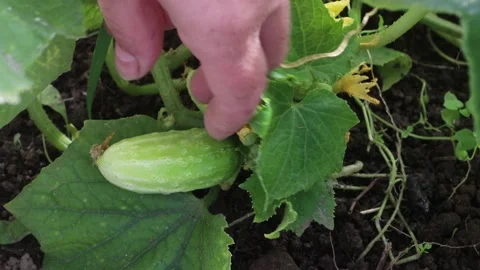 Gardener plucks cucumber from vegetable patch. Vídeos de archivo 224951233