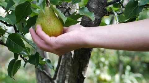 A gardener plucks pears from a tree with his hands. Harvesting pears. Stock Footage 288178007