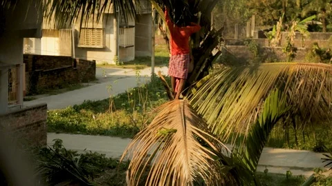 A gardener preparing to cut a coconut tree climbing atop it in an Indian garden. Vídeos de archivo 117127230