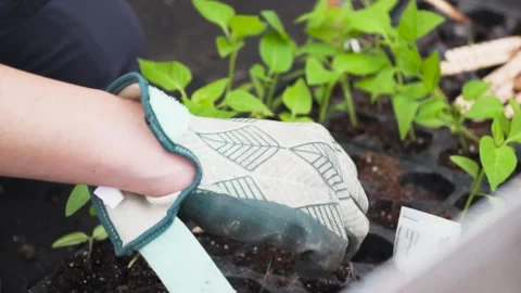 Gardener preparing plants for potting. Stock-Footage 150809079