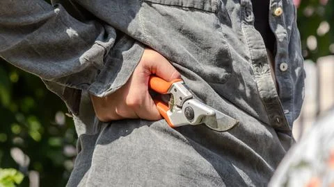 Gardener preparing for pruning with tools tucked into shirt while working i.. Stock Photos