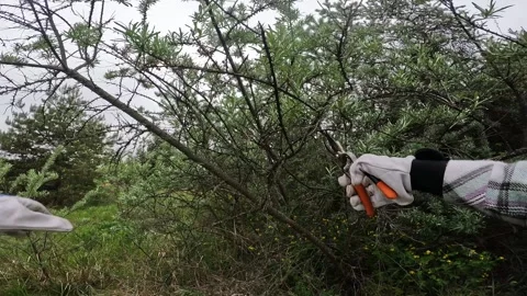 Gardener in protective gloves cuts dry branches of a bush with secateurs Видео 334730398